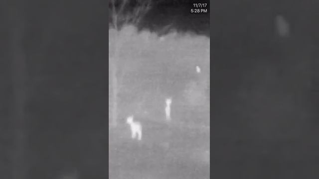 Coyote trying to sneak in on a button buck and spike. Seek Thermal XR смотреть онлайн