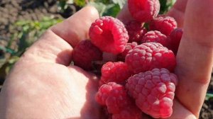 Малина ДЕЛНИВА.