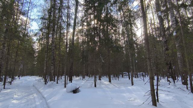 Солнечный день в зимнем лесу. ч.7. Март 2024 смотреть онлайн