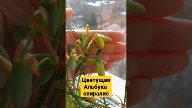 Альбука спиралис, цветы и плоды смотреть онлайн