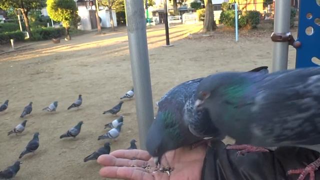 闘鳩①復活ナヌシVSムメイ　2015-11-11 / Pigeon Fight смотреть онлайн