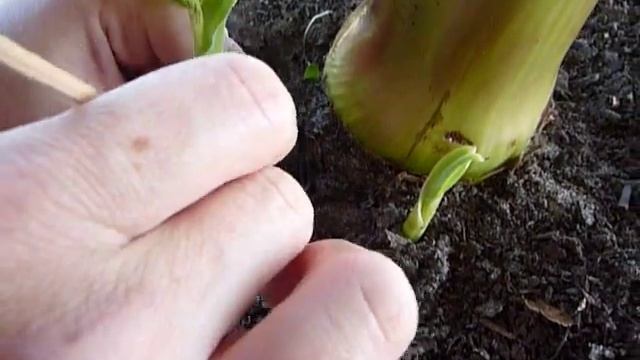 Как отделить детку от банан не пересаживая основной банан. смотреть онлайн