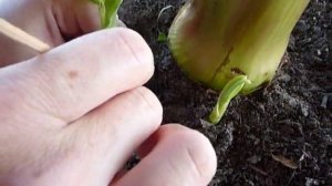 Как отделить детку от  банан не пересаживая основной банан.