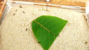 ЭКСПЕРИМЕНТ! Будут ли МУРАВЬИ доить ТЛЮ?  alex boyko