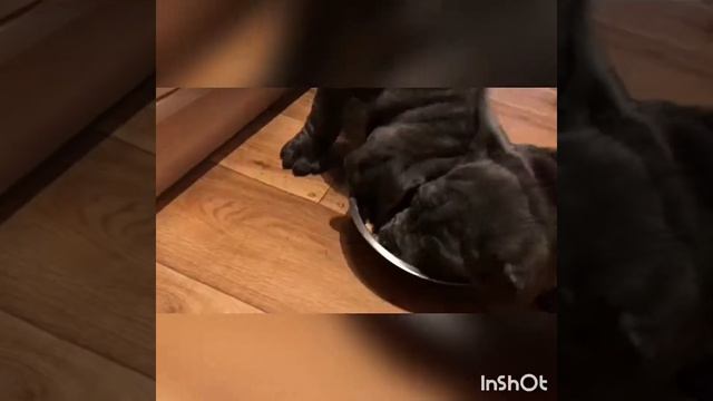 Щенки мастино -наполетано смотреть онлайн