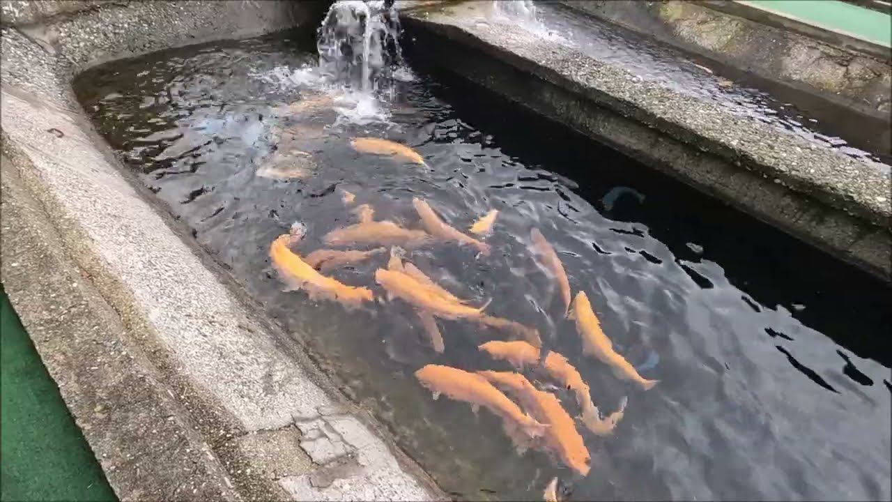 Форелевое хозяйство в Адлере.