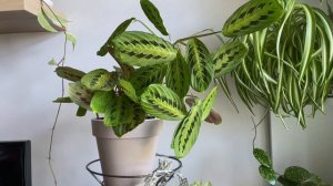 ?МАРАНТА ТРИКОЛОР?Уход и содержание в домашних условиях‼️