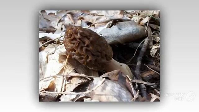 Morchella angusticeps - fungi kingdom смотреть онлайн