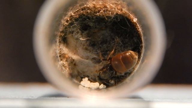 Do Black Ants Bite? - OMG! ANTS BITE!! - Ants That Bite Humans! смотреть онлайн