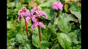 БАДАН ТОЛСТОЛИСТНЫЙ - ПОЛЕЗНЫЕ СВОЙСТВА