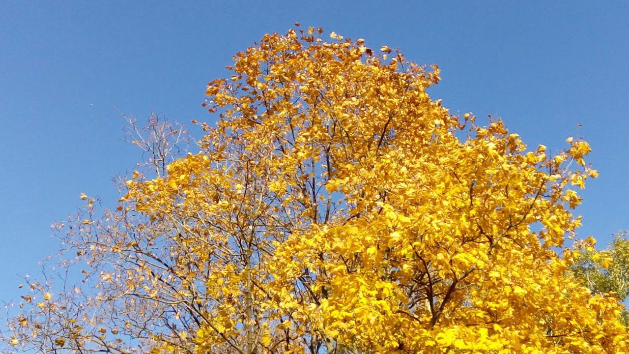 Золотая осень, листопад. Москва, октябрь, 2018 / Gold autumn in Moscow, October