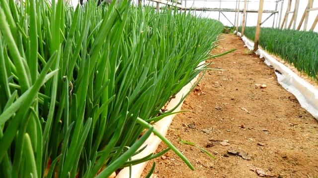 Состав и полезные свойства лука. смотреть онлайн