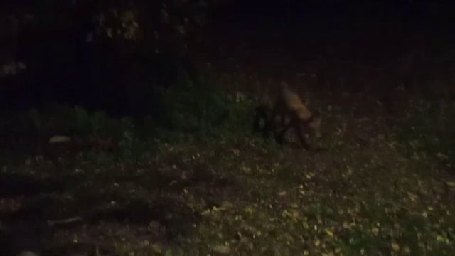 Лиса в Кузьминском парке смотреть онлайн