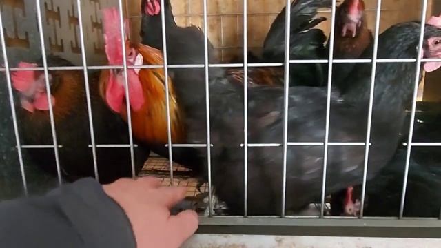 Куры остались без петуха, но яйца несут оплодные. Сколько это может продолжаться? смотреть онлайн