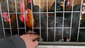 Куры остались без петуха, но яйца несут оплодные. Сколько это может продолжаться?