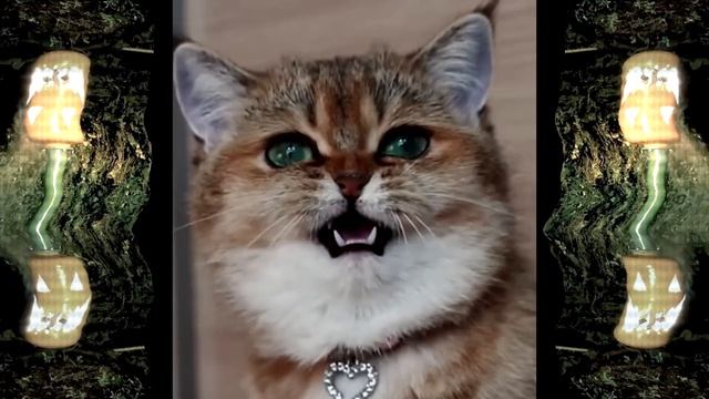 Halloween Song - Spooky Cats and Spiders смотреть онлайн