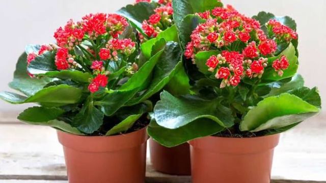 31 Best Plants for Balcony | Balcony Garden Plants which you can grow easily | Plant and Planting смотреть онлайн
