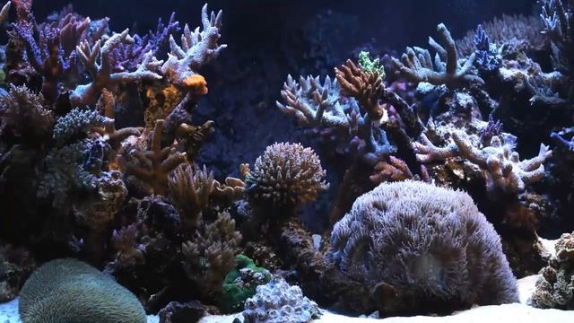 звуки природы Красивый аквариум с рыбками смотреть онлайн