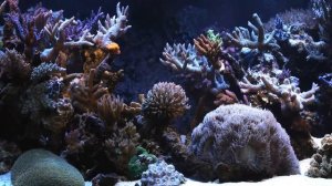 звуки природы Красивый аквариум с рыбками