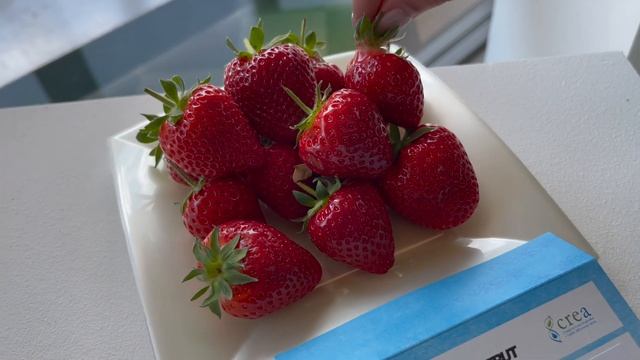 Обзор новых сортов 2023 и 2024 года смотреть онлайн