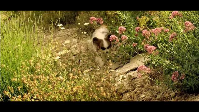 Royal Canin: X-Small [Онлайн зоомагазин Zoomall.bg] смотреть онлайн