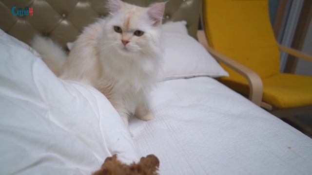 모든 고양이들이 같이사는 강아지 꼬니를 못 알아봐요!! ㅠㅡㅠ смотреть онлайн