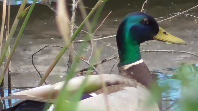Друзья селезень кряквы и черепаха. Mallard duck смотреть онлайн