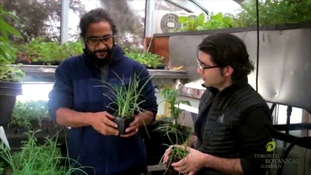 Edible Gardens Go Global: Tiger Nuts смотреть онлайн