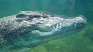 Карлики и гиганты среди крокодилов, морской крокодил, дикая природа