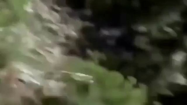 TOP 5 BEST EAGLE ATTACK COBRA-TOP 5 BEST EAGLE VS POISONOUS SNAKES смотреть онлайн