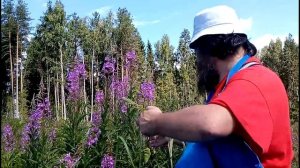 Иван - чай  как правильно собирать