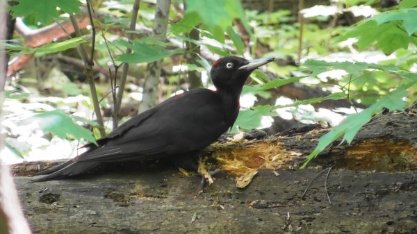 Самка чёрного дятла за работой ( Dryocopus martius )