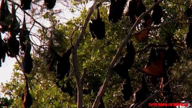 Eagle vs Bat _ Big Battle Of Aerial Speed _ Eagle Hunting Bat смотреть онлайн