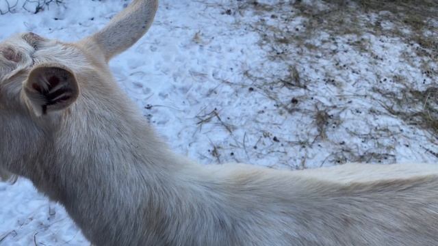 Содержание коз зимой в условиях Сибири. смотреть онлайн