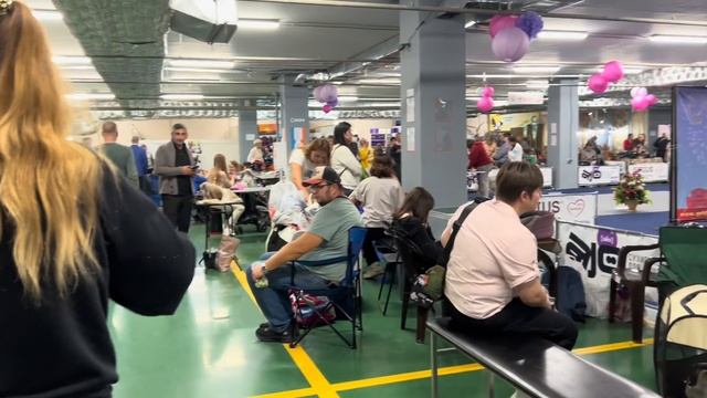 Выставка РКФ…Самурай(Сиба Ину)…#сибаину смотреть онлайн