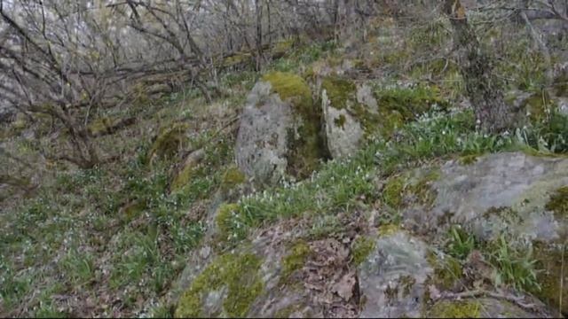 Там, где водятся подснежники смотреть онлайн