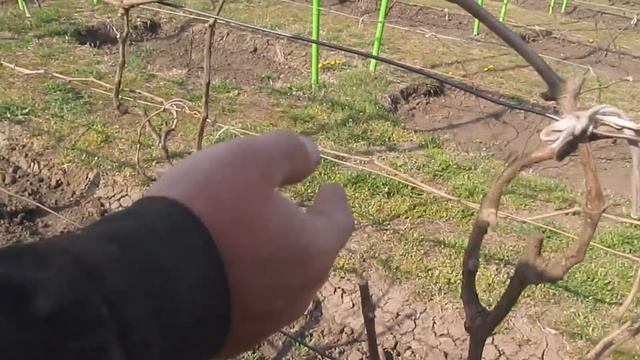 Виноградник Шаламова. Сухая подвязка лоз винограда смотреть онлайн