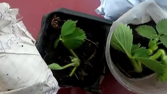 Клубника (!) Рассада. Пересылка. Ягода. 15.04.19г. смотреть онлайн