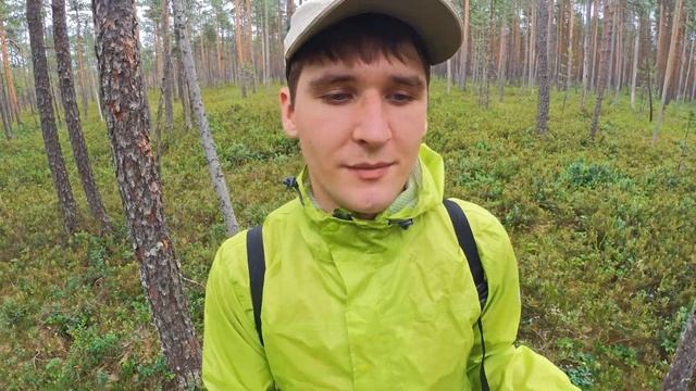На болото за морошкой | Где растет морошка и как её собирать? смотреть онлайн