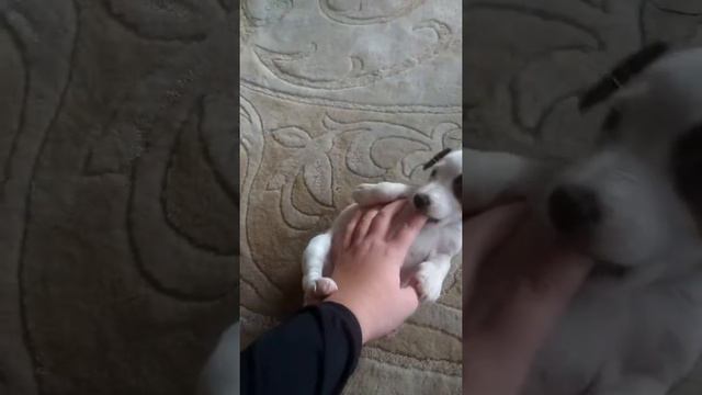 Мой щенок 🐶 смотреть онлайн