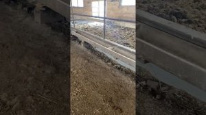 Наша ферма КРС  зима 2021г, бычки беспривязное содержание
