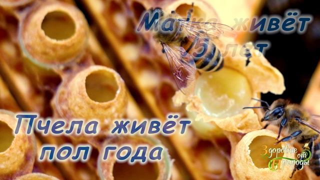 Маточное молочко пчелиное со своей пасеки смотреть онлайн