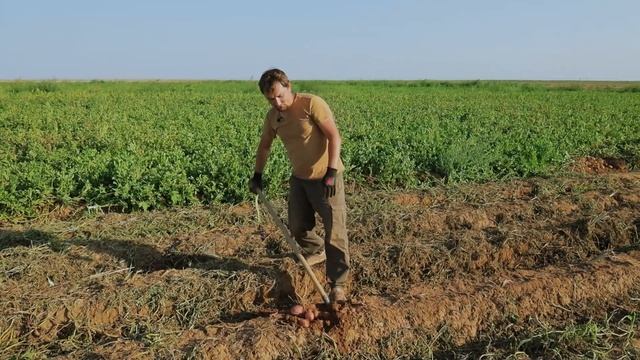 Краснокожурный сорт картофеля Церата смотреть онлайн
