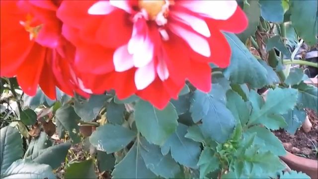 Природа. Nature. Музыка для релаксации. Music For Relaxation