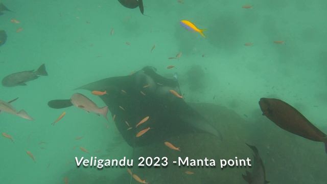 Mobula birostris или простичко- Манта смотреть онлайн