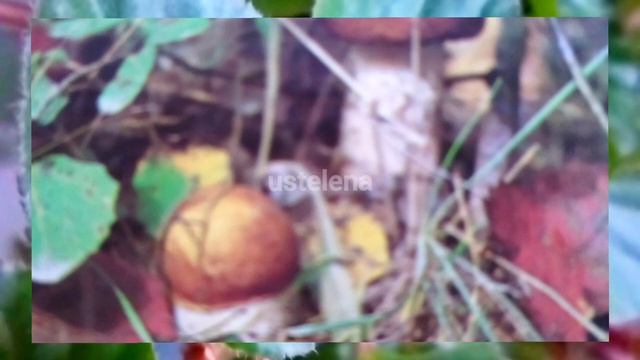 Особенности грибов смотреть онлайн