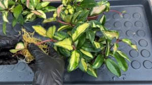 Хойя карноза триколор | Размножение