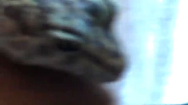 Леопардовый геккон осмотр смотреть онлайн