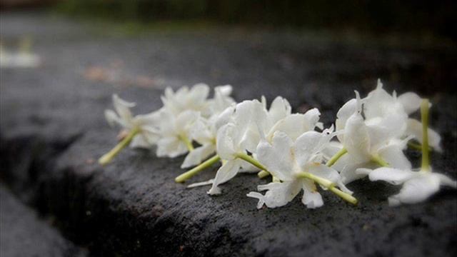 Buddham Saranam Gacсhami - Три Прибежища буддизма - Мантра