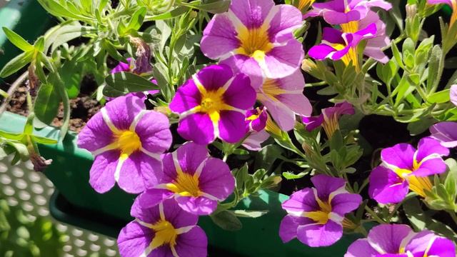 Million Bells 🌺 Super Bells 🌸